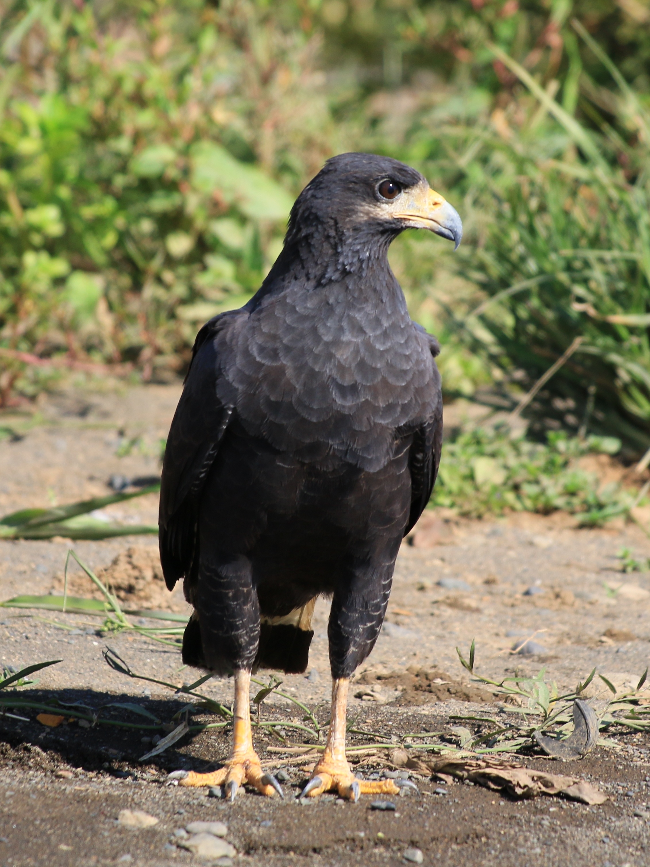 Costa Rica